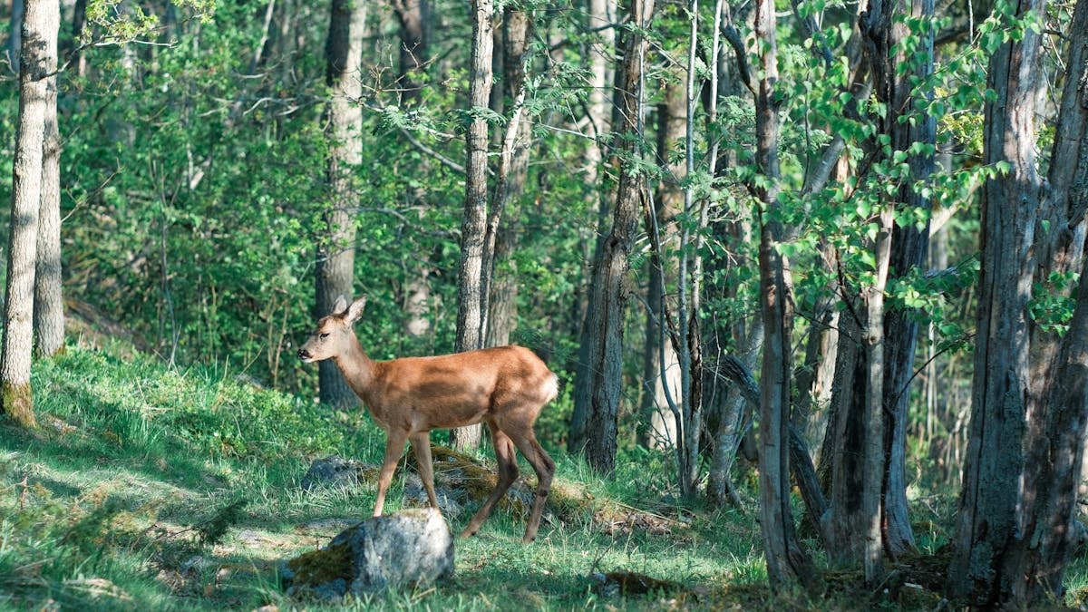 A young deer grazes peacefully amidst the dense, vibrant forest scenery.